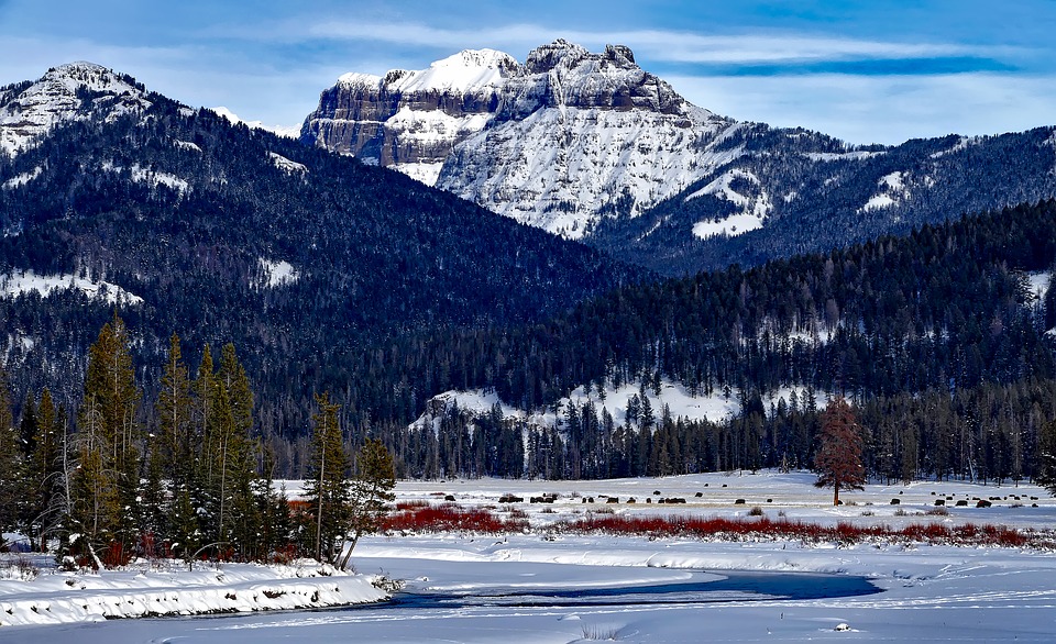 Visit Yellowstone National Park during Winter