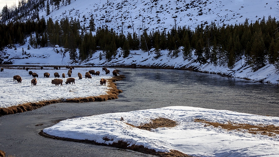 Yellowstone in Winter: What to See and How to Get There