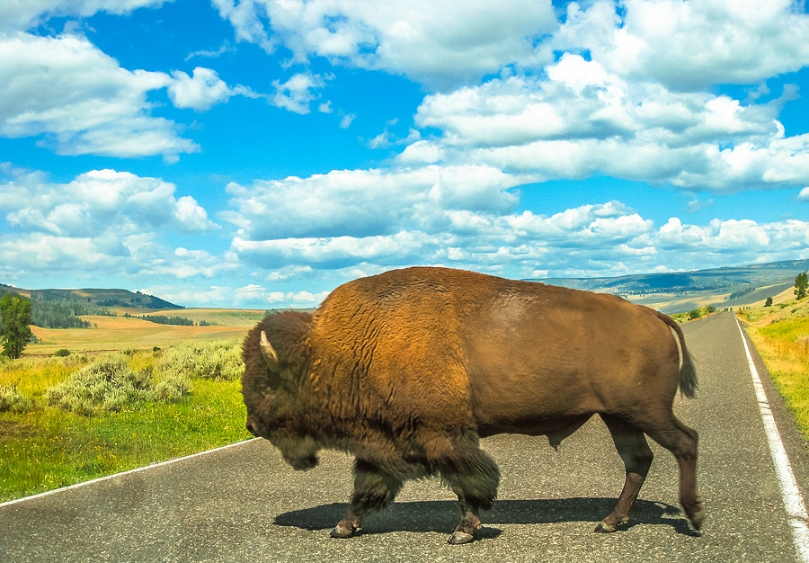 Best Summer Day Trips from Bozeman for Outdoor Lovers